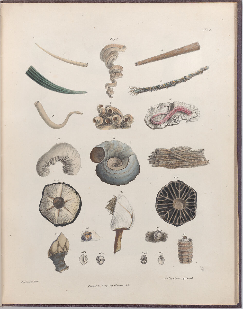 An Illustrated Introduction to Lamarck's Conchology; Contained in His Histoire Naturelle des Animaux Sans Vertèbres: Being a Literal Translation of the Descriptions of the Recent and Fossil Genera., Written and lithographed by Edmund A. Crouch (British, active ca. 1827), Illustrations: lithographs, hand-colored