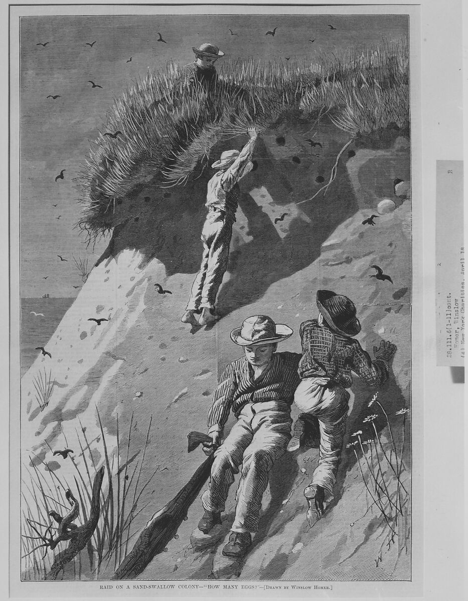 Raid on a Sand-swallow Colony – "How Many Eggs?" (from "Harper's Weekly," Vol. XVIII), After Winslow Homer (American, Boston, Massachusetts 1836–1910 Prouts Neck, Maine), Wood engraving