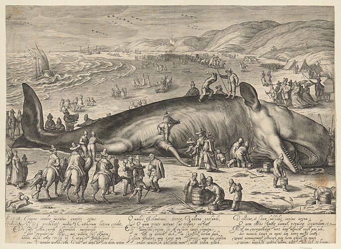 Sperm whale beached near Berkhey on 3 February, 1598