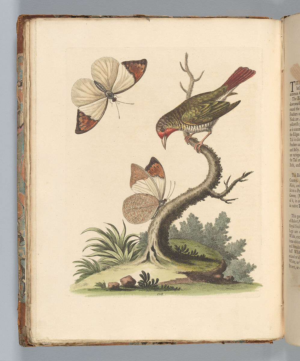 A Natural History of Uncommon Birds, and of Some Other Rare and Undescribed Animals... [Vols. 1-4], Written and illustrated by George Edwards (British, Stratford 1694–1773 Plaistow), Illustrations: etching and engraving