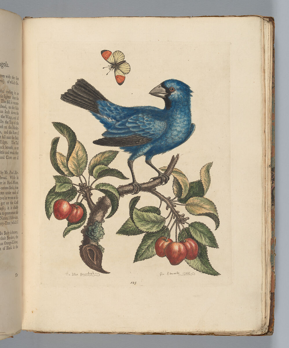 A Natural History of Uncommon Birds, and of Some Other Rare and Undescribed Animals... [Vols. 1-4], Written and illustrated by George Edwards (British, Stratford 1694–1773 Plaistow), Illustrations: etching and engraving