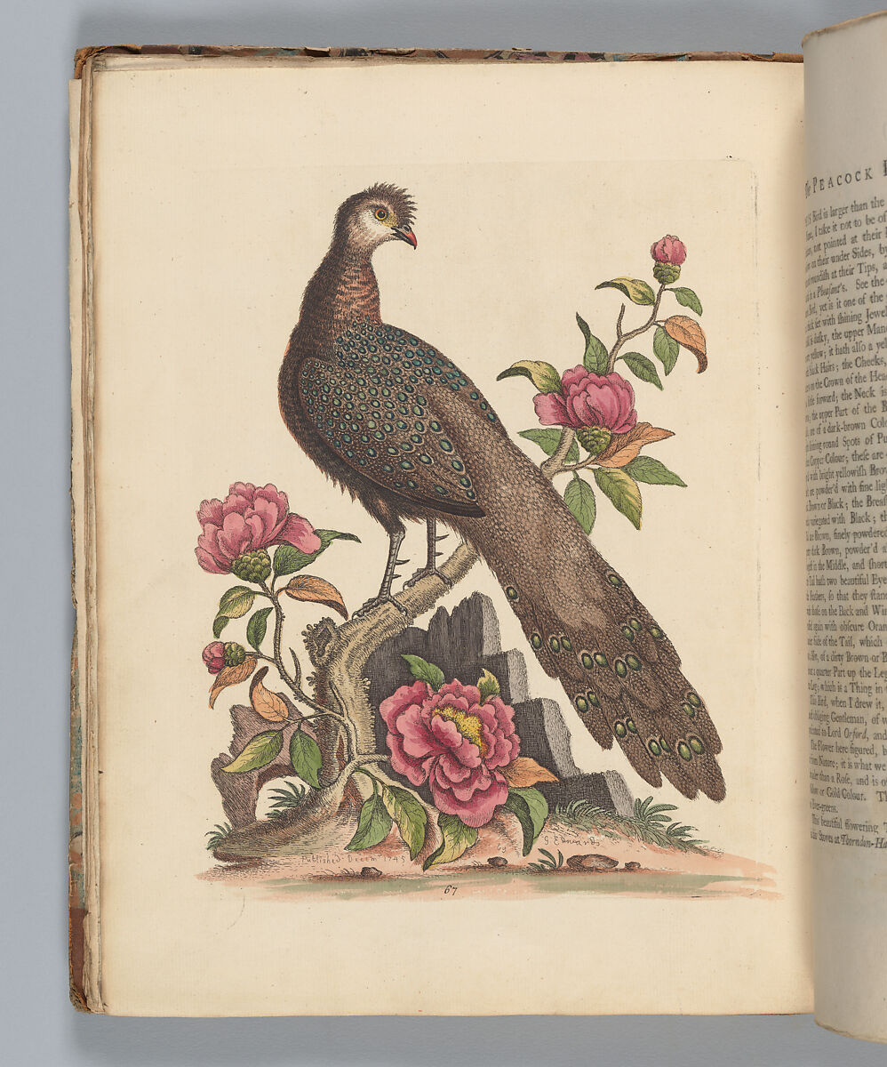 A Natural History of Uncommon Birds, and of Some Other Rare and Undescribed Animals... [Vols. 1-4], Written and illustrated by George Edwards (British, Stratford 1694–1773 Plaistow), Illustrations: etching and engraving