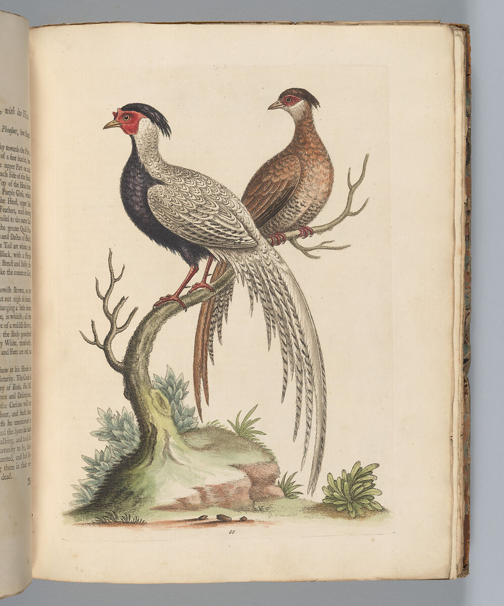 A Natural History of Uncommon Birds, and of Some Other Rare and Undescribed Animals... [Vols. 1-4], Written and illustrated by George Edwards (British, Stratford 1694–1773 Plaistow), Illustrations: etching and engraving 