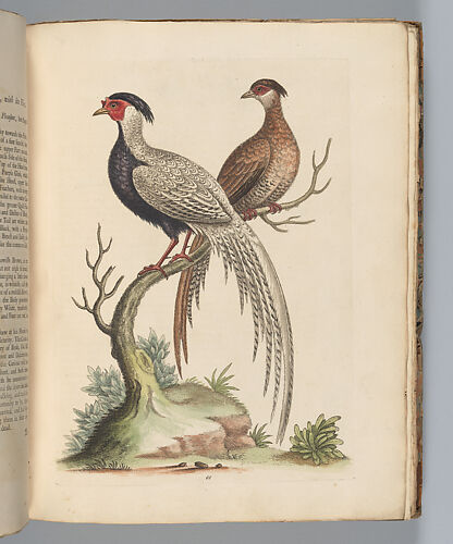 A Natural History of Uncommon Birds, and of Some Other Rare and Undescribed Animals... [Vols. 1-4]