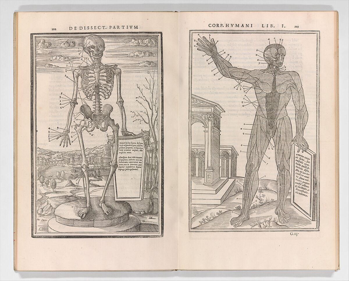 De dissectione partium corporis humani libri tres, Charles Estienne  French, Woodcut