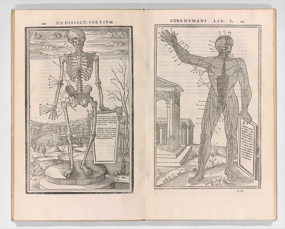 De dissectione partium corporis humani libri tres, Charles Estienne (French, Paris ca. 1504–1564 Paris), Woodcut 