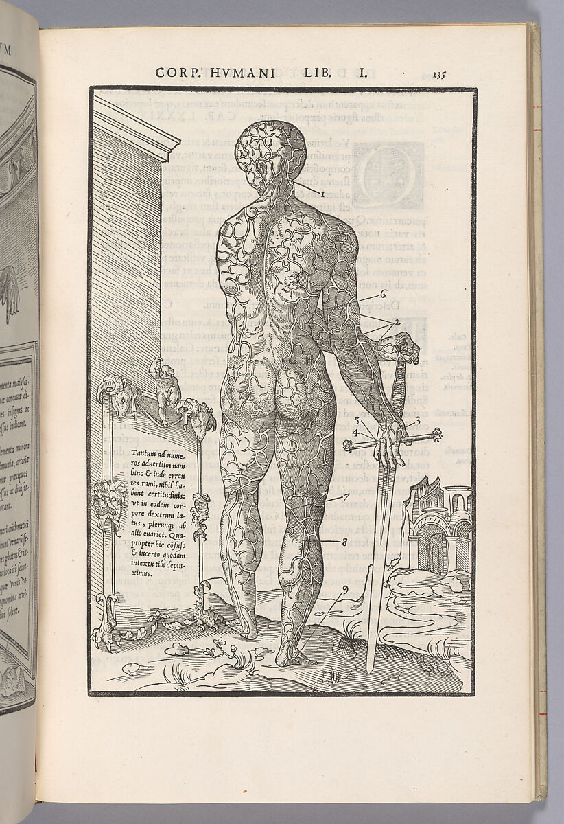 De dissectione partium corporis humani libri tres, Charles Estienne (French, Paris ca. 1504–1564 Paris), Woodcut