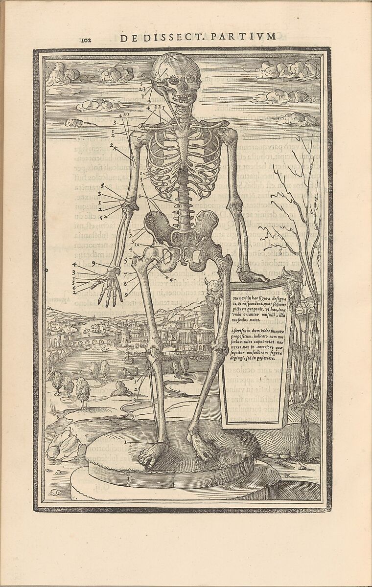 De dissectione partium corporis humani libri tres, Charles Estienne (French, Paris ca. 1504–1564 Paris), Woodcut