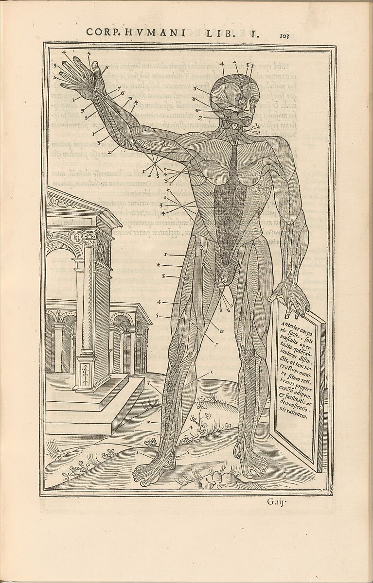 De dissectione partium corporis humani libri tres, Charles Estienne (French, Paris ca. 1504–1564 Paris), Woodcut