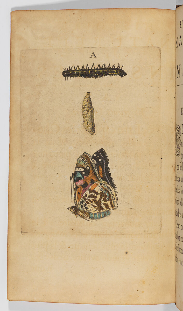Métamorphoses naturelles ou histoire des Insectes, 3 volumes, Johannes Goedaert (Dutch, Middelburg 1617–1668 Middelburg), Hand-colored etching and engraving