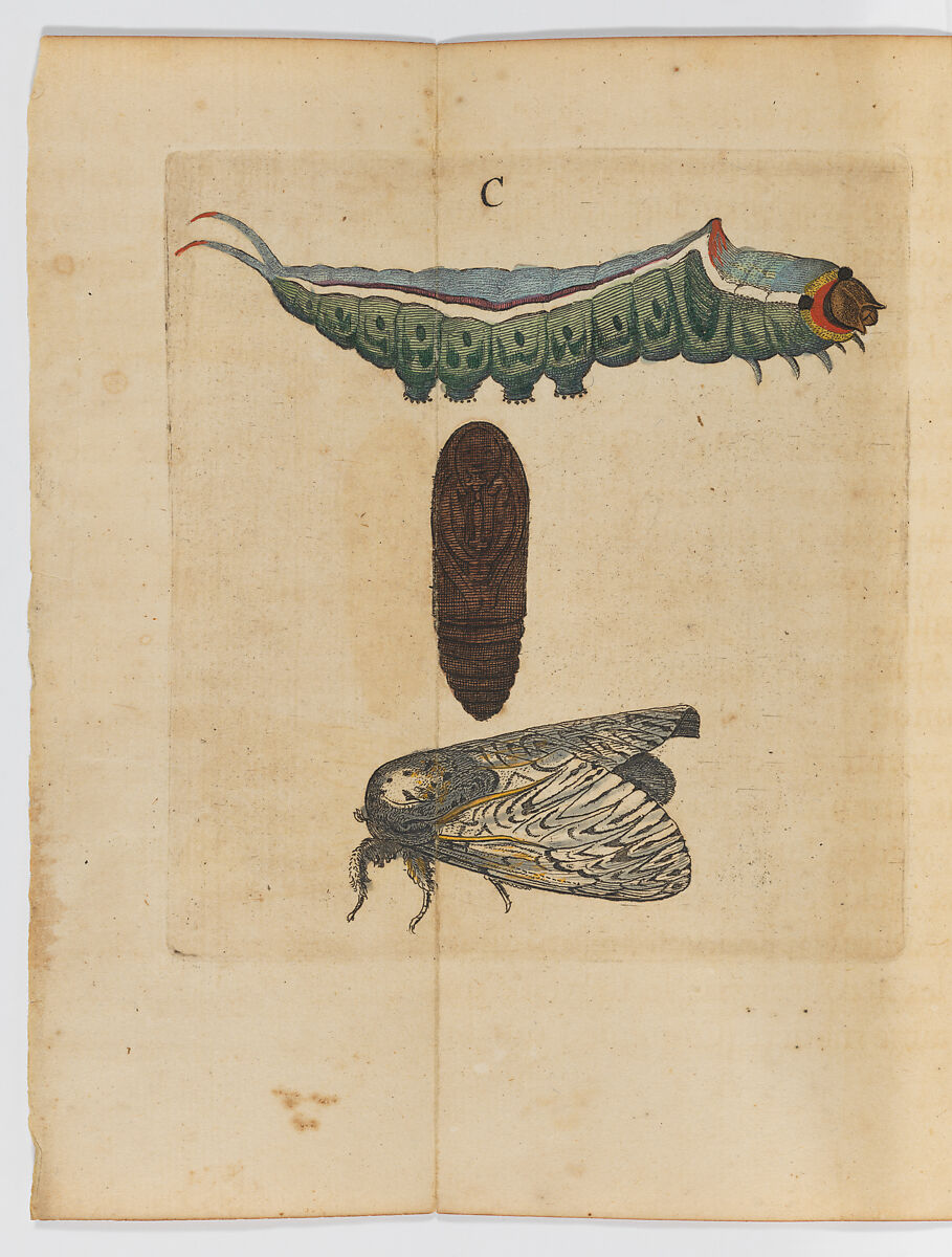 Métamorphoses naturelles ou histoire des Insectes, 3 volumes, Johannes Goedaert (Dutch, Middelburg 1617–1668 Middelburg), Hand-colored etching and engraving