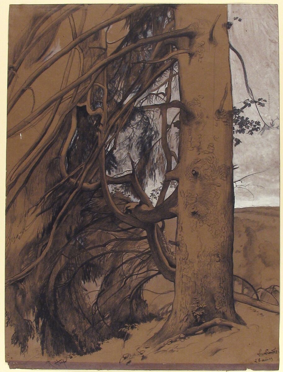 A Fir Tree in the Forest of the Landes, Aquitane, René-Ernest Huet (French, 1876–1914), Black chalk, graphite, pen and ink, and white wash