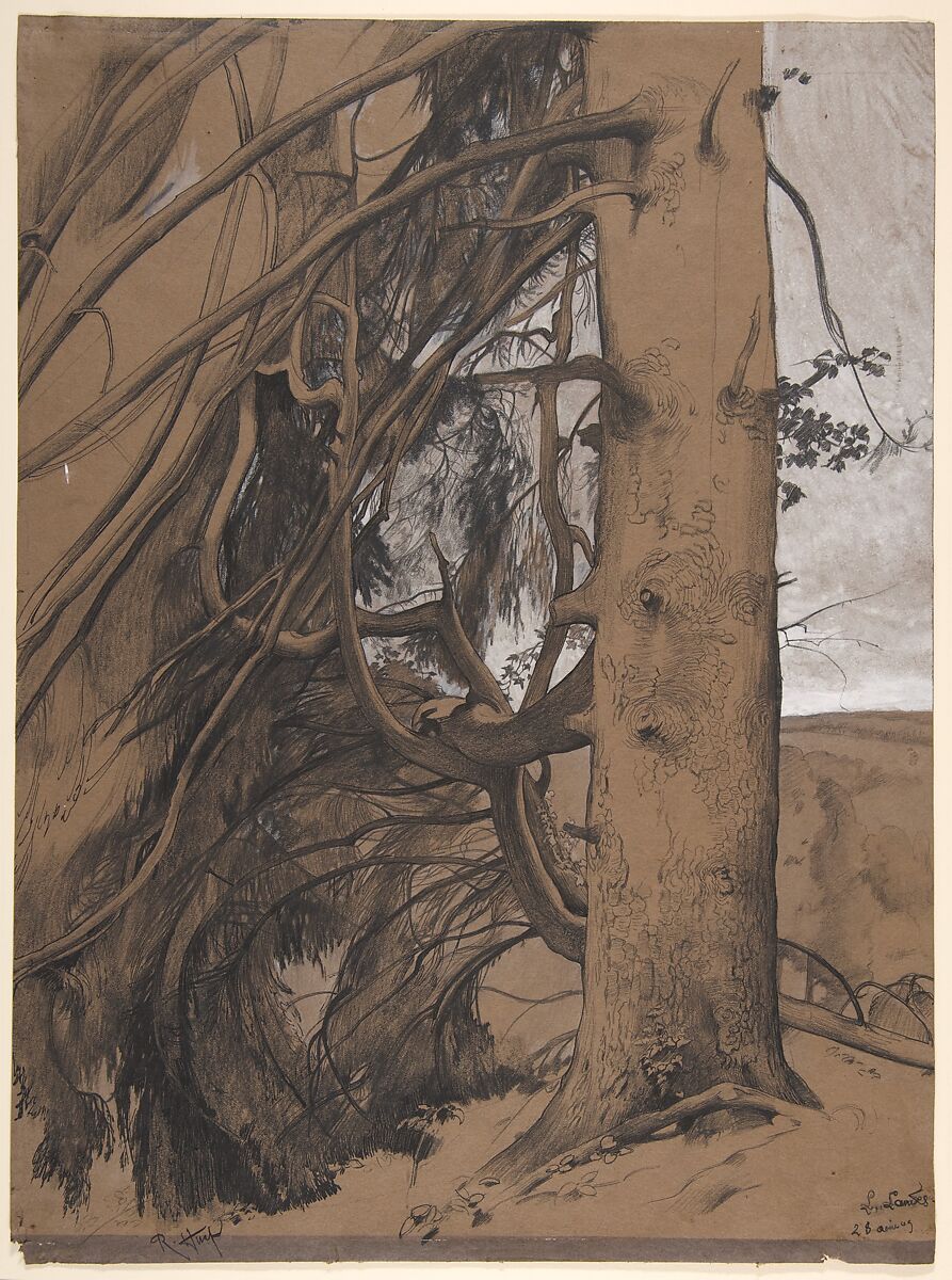 A Fir Tree in the Forest of the Landes, Aquitane, René-Ernest Huet (French, 1876–1914), Black chalk, graphite, pen and ink, and white wash on brown wove paper 