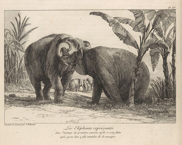 Histoire Naturelle Des Deux Éléphans...du Muséum De Paris
