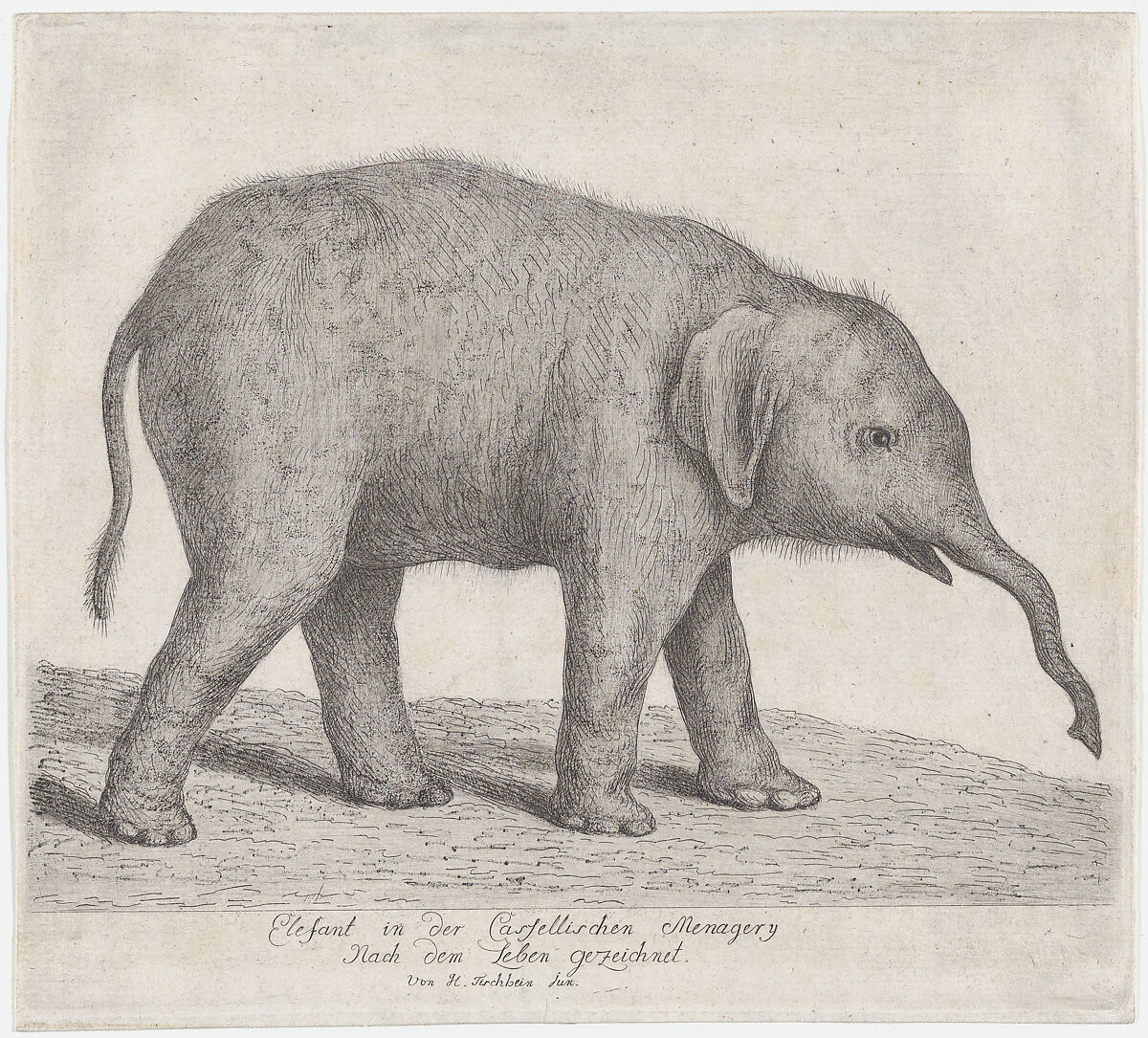 A Young Elephant, Johann Heinrich Tischbein the Younger (German, Haina 1742–1808 Kassel), Etching and aquatint 