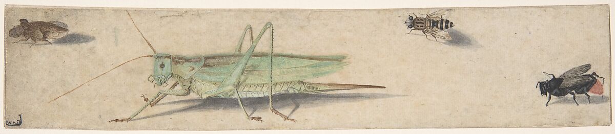 A Katydid, a Fly, a Bee, and a Fulgoroid, Anonymous, Dutch, 17th century ?, Pen and brown ink, gray wash, gouache, and watercolor 