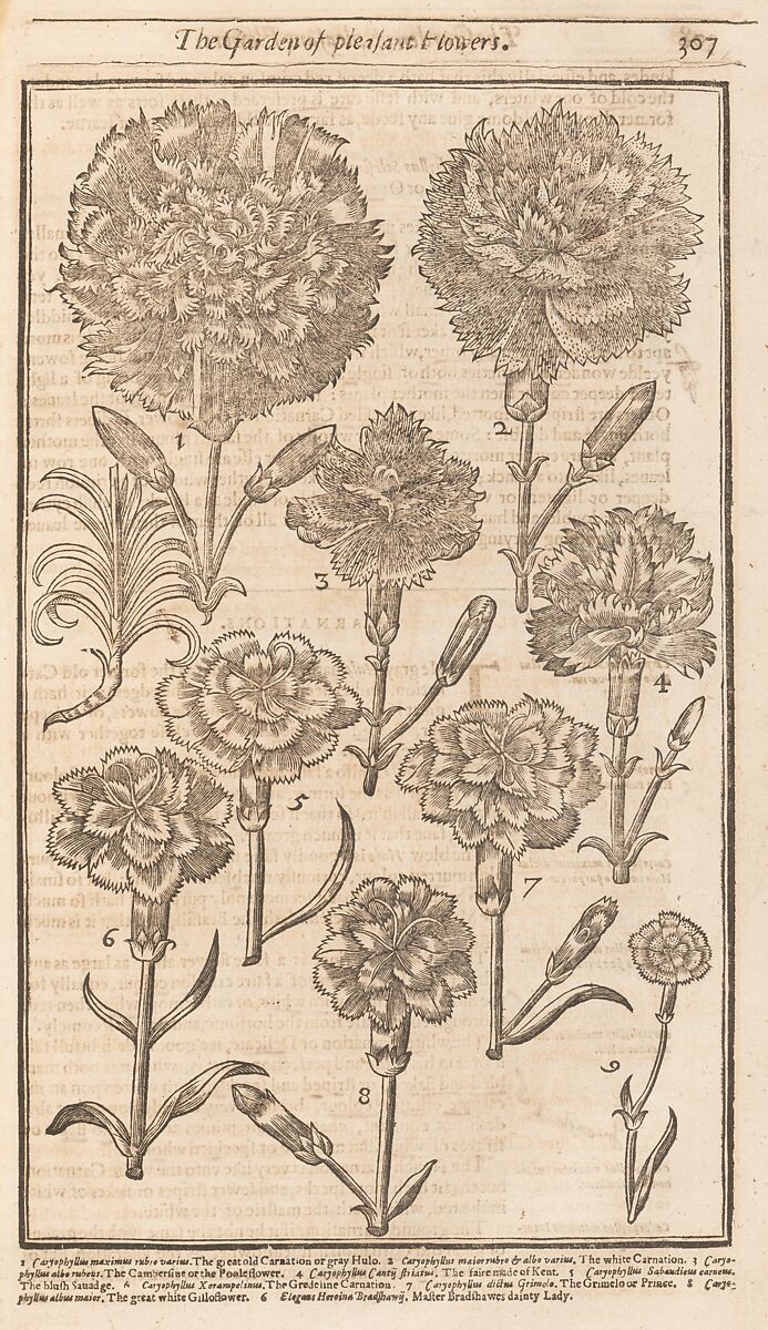 Paradisi in Sole. Paradisus Terrestris, John Parkinson (British, 1567–1650), Illustrations: woodcut
