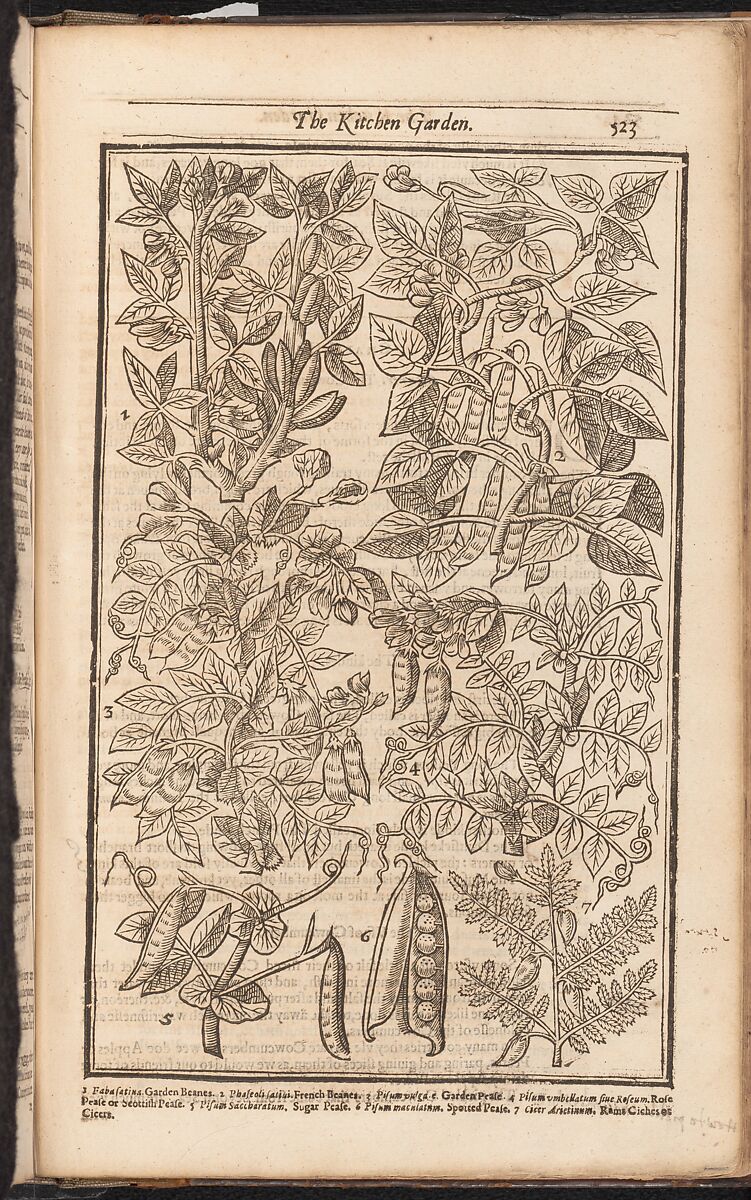 Paradisi in Sole. Paradisus Terrestris, John Parkinson (British, 1567–1650), Illustrations: woodcut