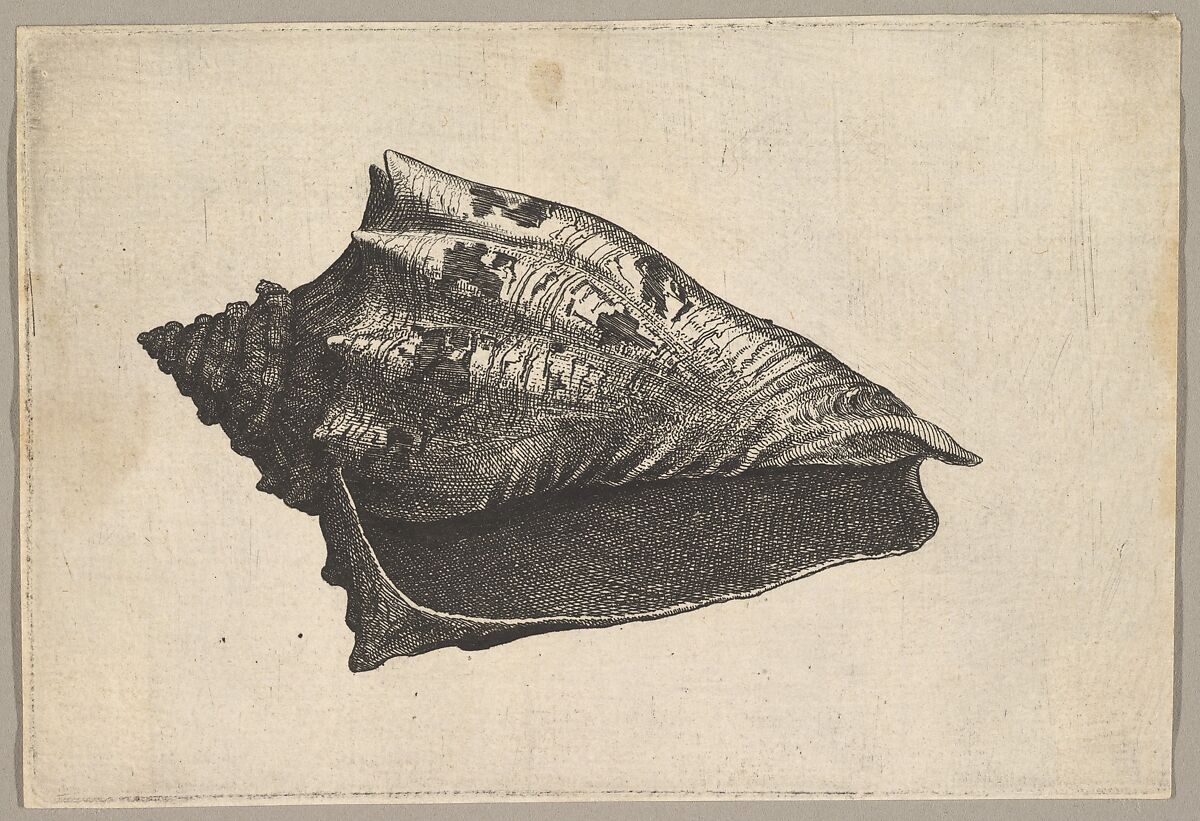 Shell: Hebrew Volute (Voluta ebraea L), Wenceslaus Hollar (Bohemian, Prague 1607–1677 London), Etching; only state 