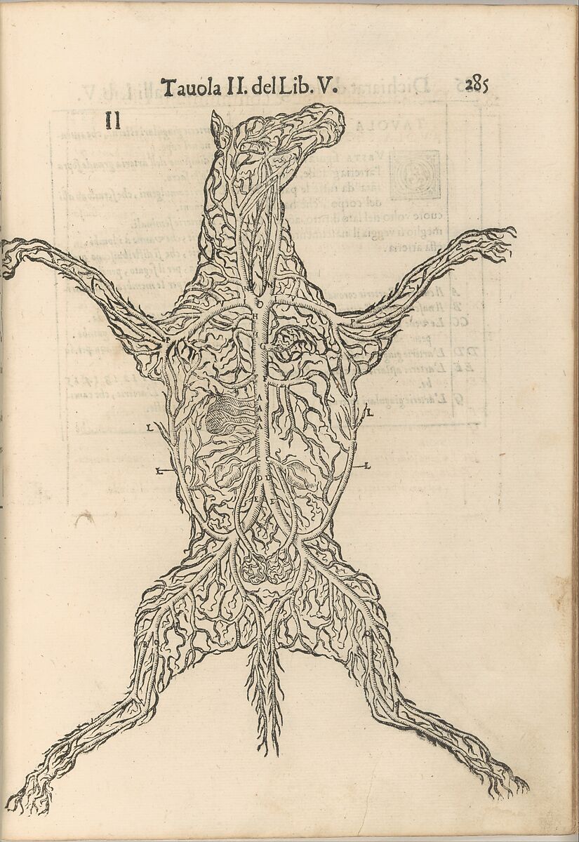 Anatomia del Cavallo. Infirmita del Cavallo, Carlo Ruini  Italian, Woodcut