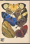 Papillons: vingt planches en phototypie coloriées au patron donnant 81 papillons et 16 compositions décoratives, Designed by Emile-Allain Séguy (French, 1877–1951), Lithographs and pochoir