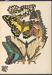 Papillons: vingt planches en phototypie coloriées au patron donnant 81 papillons et 16 compositions décoratives, Designed by Emile-Allain Séguy (French, 1877–1951), Lithographs and pochoir