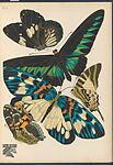 Papillons: vingt planches en phototypie coloriées au patron donnant 81 papillons et 16 compositions décoratives, Designed by Emile-Allain Séguy (French, 1877–1951), Lithographs and pochoir