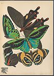 Papillons: vingt planches en phototypie coloriées au patron donnant 81 papillons et 16 compositions décoratives