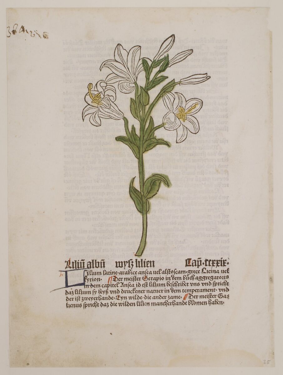 White Lily, from "Gart der Gesundheit", Anonymous, German, 15th century, Hand-colored woodcut