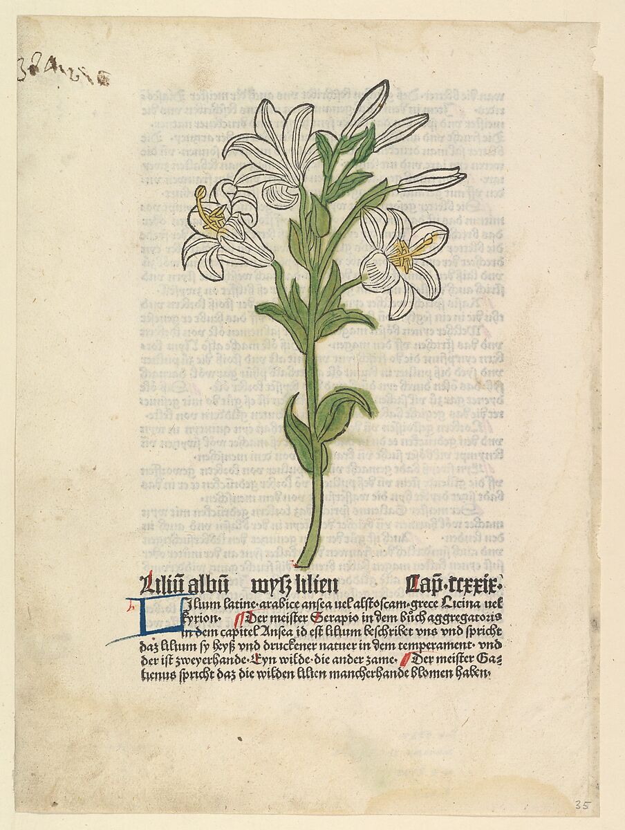 White Lily, illustration from Gart der Gesundheit  (Sch.4332), Anonymous, German, 15th century, Hand-colored woodcut 