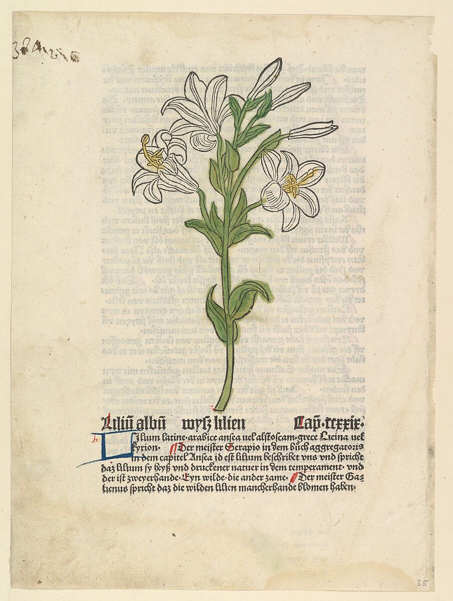 White Lily, from "Gart der Gesundheit", Anonymous, German, 15th century, Hand-colored woodcut 