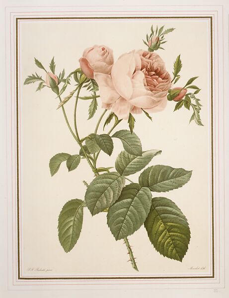 Copy of plate III of one of P. J. Redouté's Books on Roses, Fernand Mourlot (French, 1895–1988), Color lithograph 