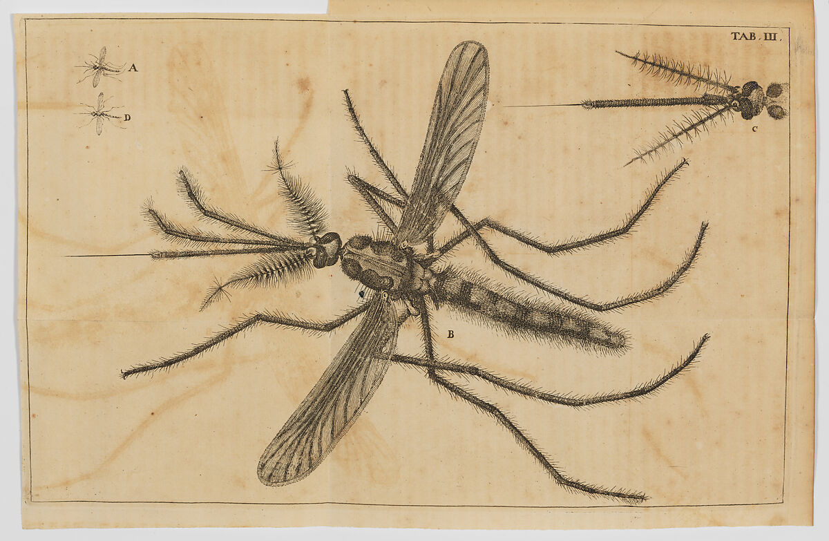 Historia Insectorum Generalis..., Written by John Swammerdam