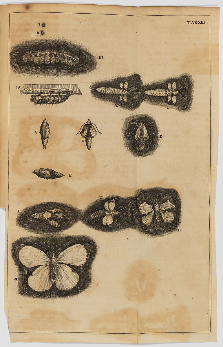 Historia Insectorum Generalis..., Written by John Swammerdam