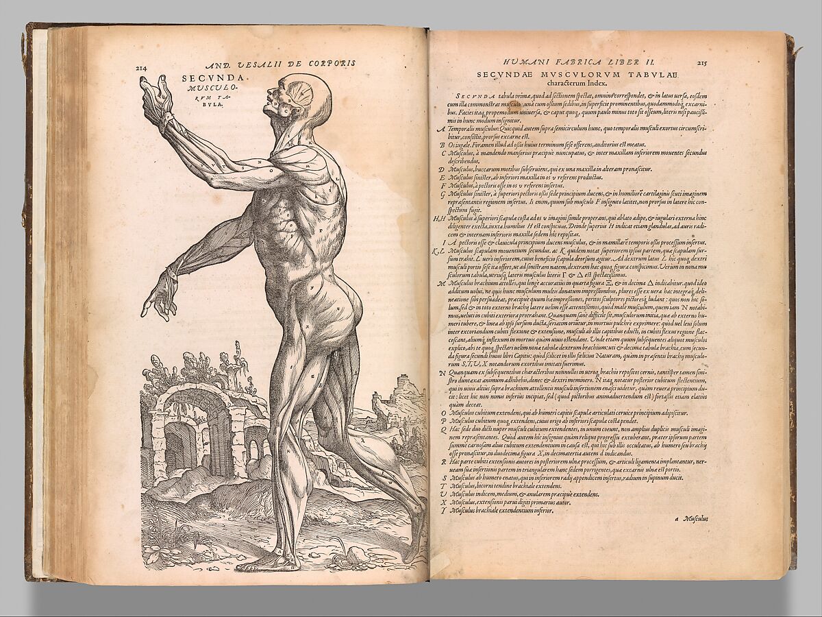 De humani corporis fabrica (Of the Structure of the Human Body), Andreas Vesalius (Flemish, Brussels 1514–1564 Zakynthos, Greece), Woodcut