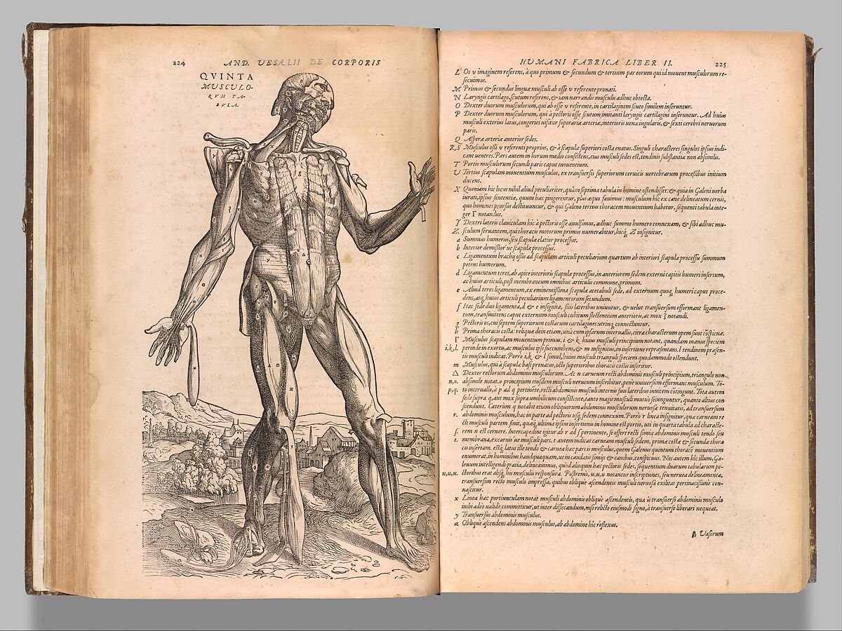De humani corporis fabrica (Of the Structure of the Human Body), Andreas Vesalius (Flemish, Brussels 1514–1564 Zakynthos, Greece), Woodcut