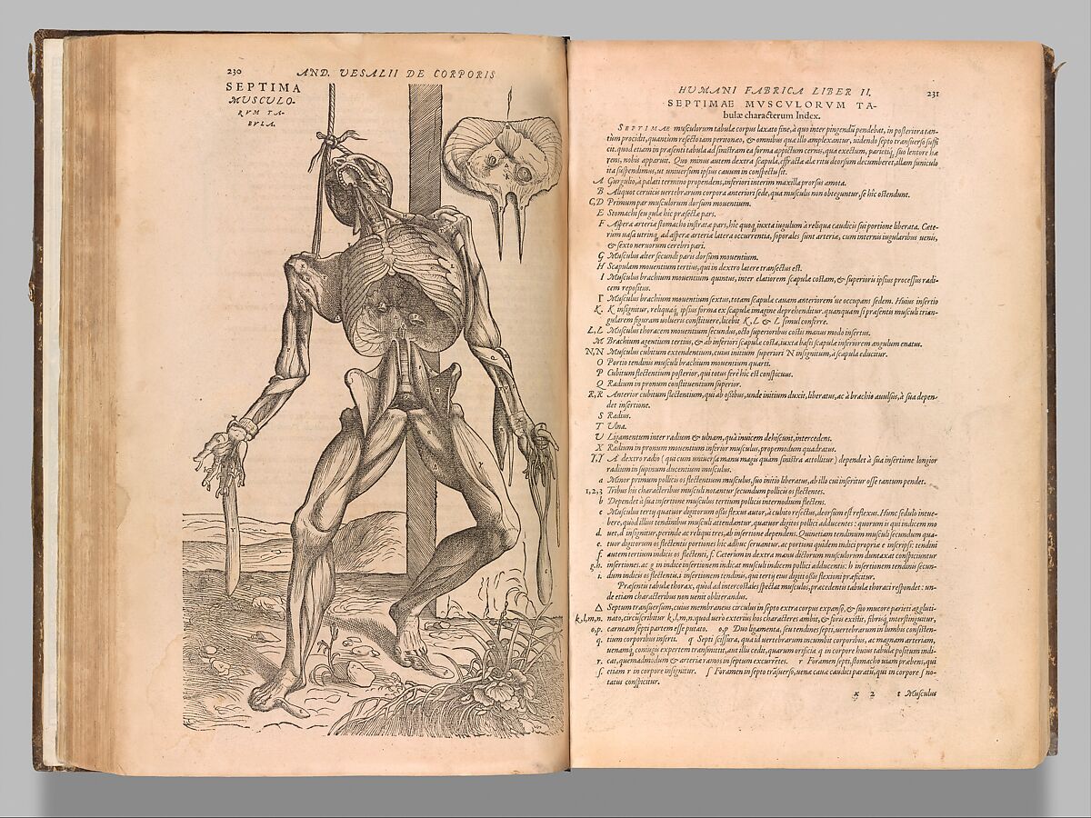 De humani corporis fabrica (Of the Structure of the Human Body), Andreas Vesalius (Flemish, Brussels 1514–1564 Zakynthos, Greece), Woodcut 