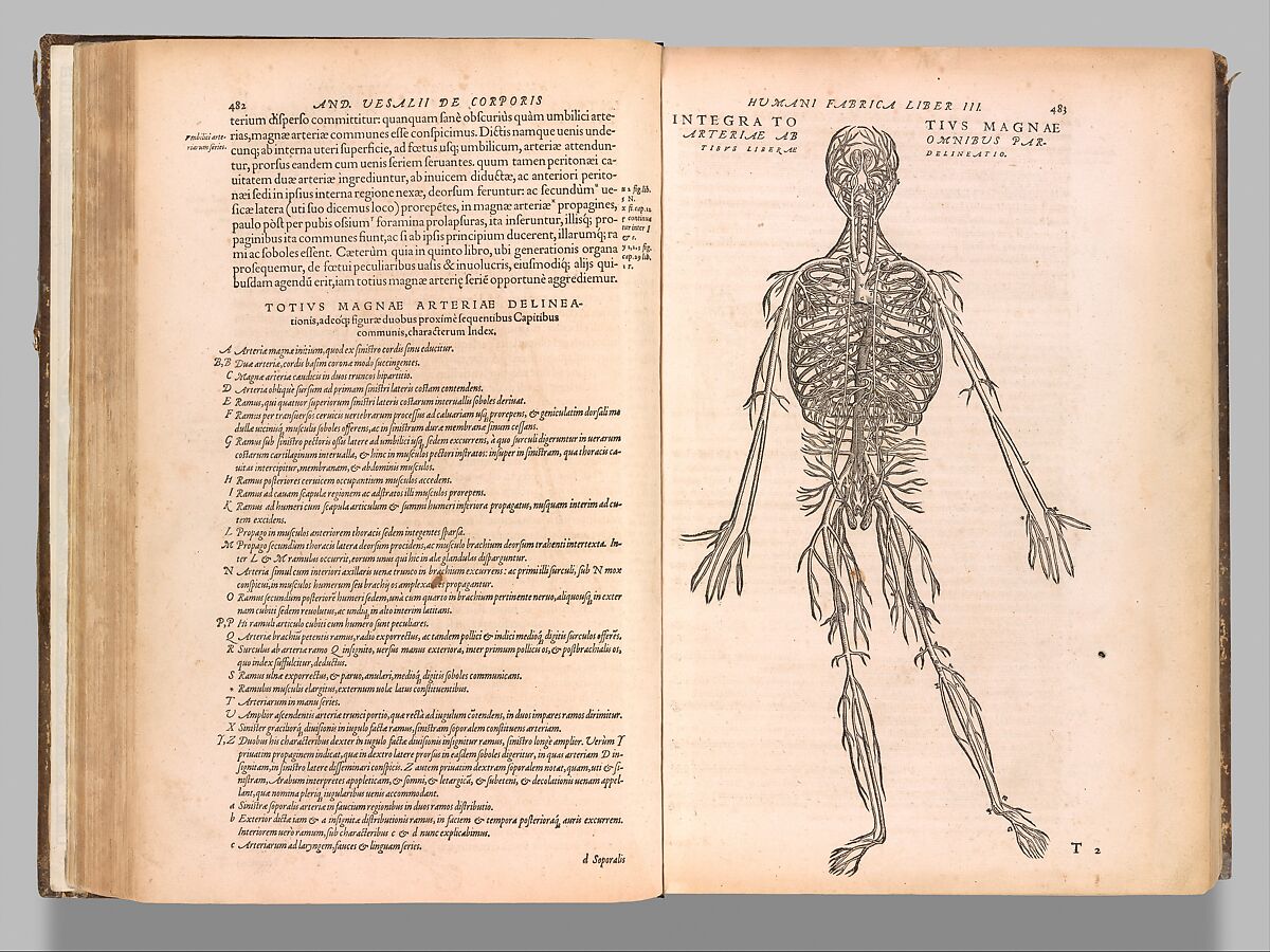 De humani corporis fabrica (Of the Structure of the Human Body), Andreas Vesalius (Flemish, Brussels 1514–1564 Zakynthos, Greece), Woodcut