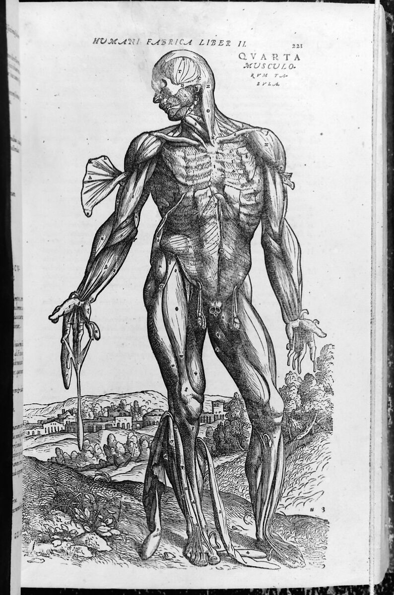 De humani corporis fabrica (Of the Structure of the Human Body), Andreas Vesalius (Flemish, Brussels 1514–1564 Zakynthos, Greece), Woodcut