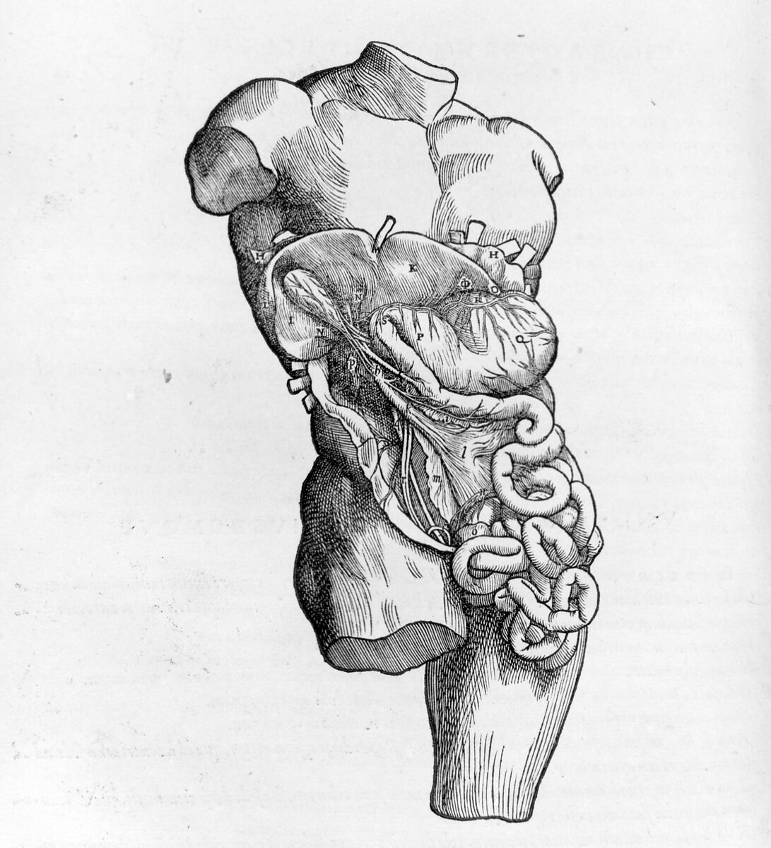 De humani corporis fabrica (Of the Structure of the Human Body), Andreas Vesalius (Flemish, Brussels 1514–1564 Zakynthos, Greece), Woodcut