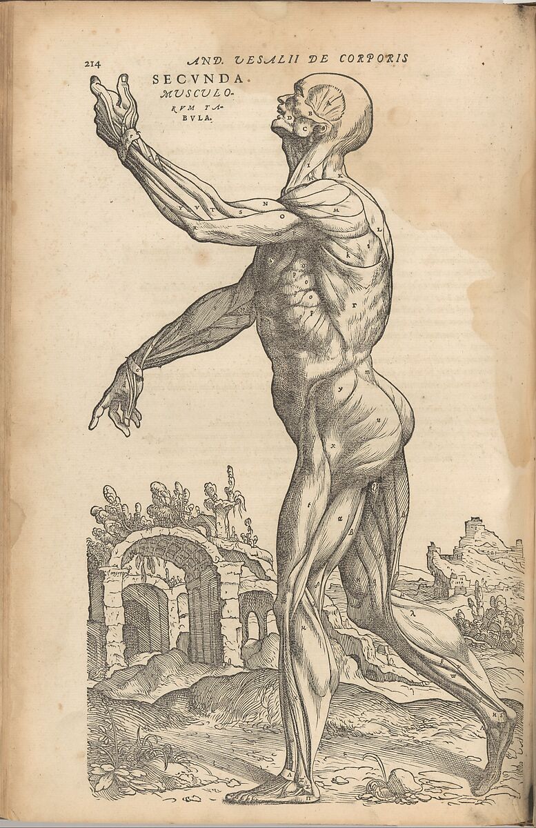 De humani corporis fabrica (Of the Structure of the Human Body), Andreas Vesalius (Flemish, Brussels 1514–1564 Zakynthos, Greece), Woodcut