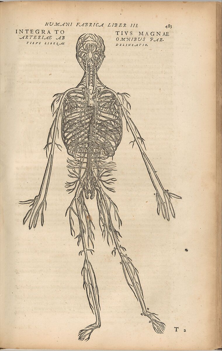 De humani corporis fabrica (Of the Structure of the Human Body), Andreas Vesalius (Flemish, Brussels 1514–1564 Zakynthos, Greece), Woodcut