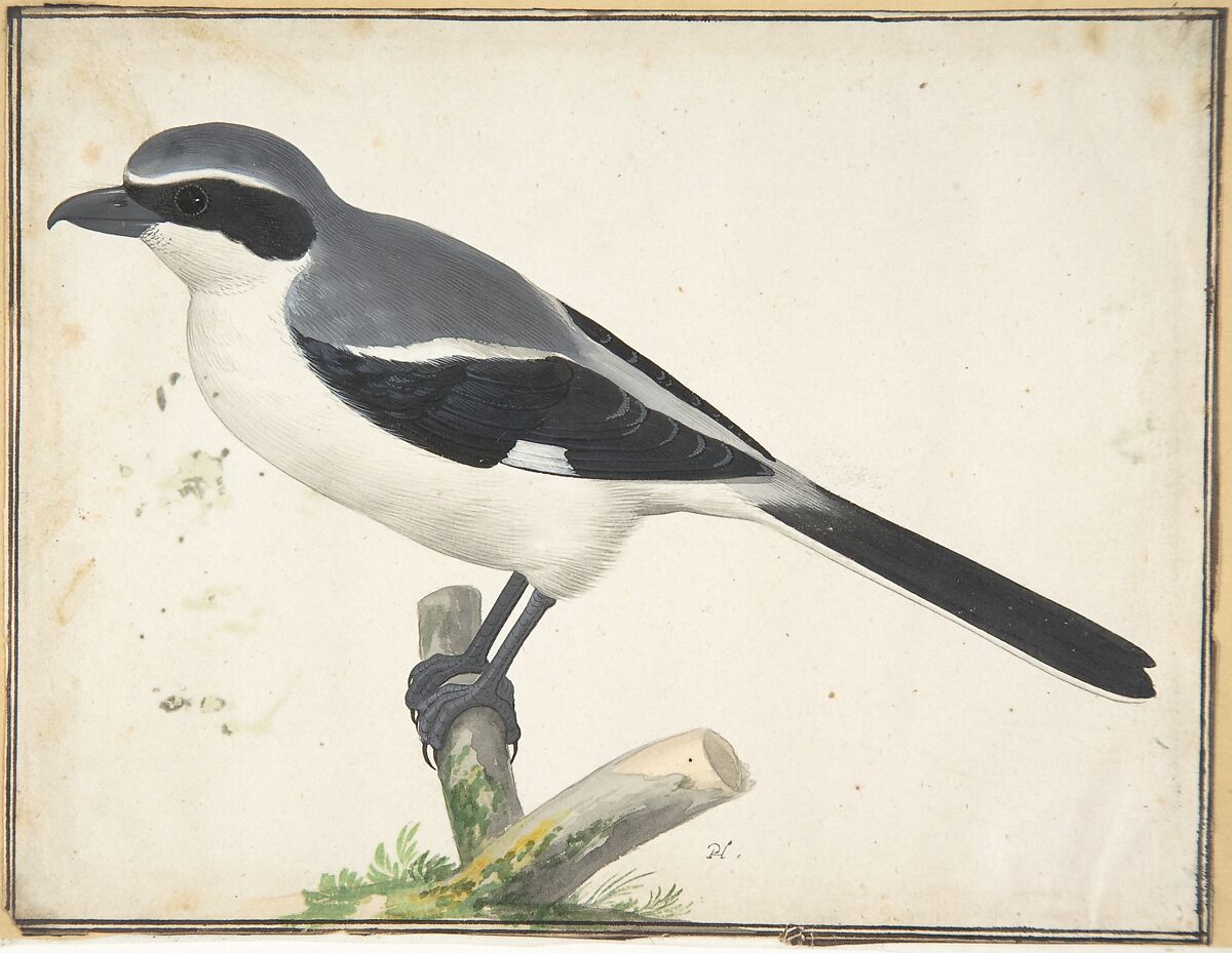 A Great Grey Shrike, Pieter Holsteyn II  Dutch, Watercolor and bodycolor