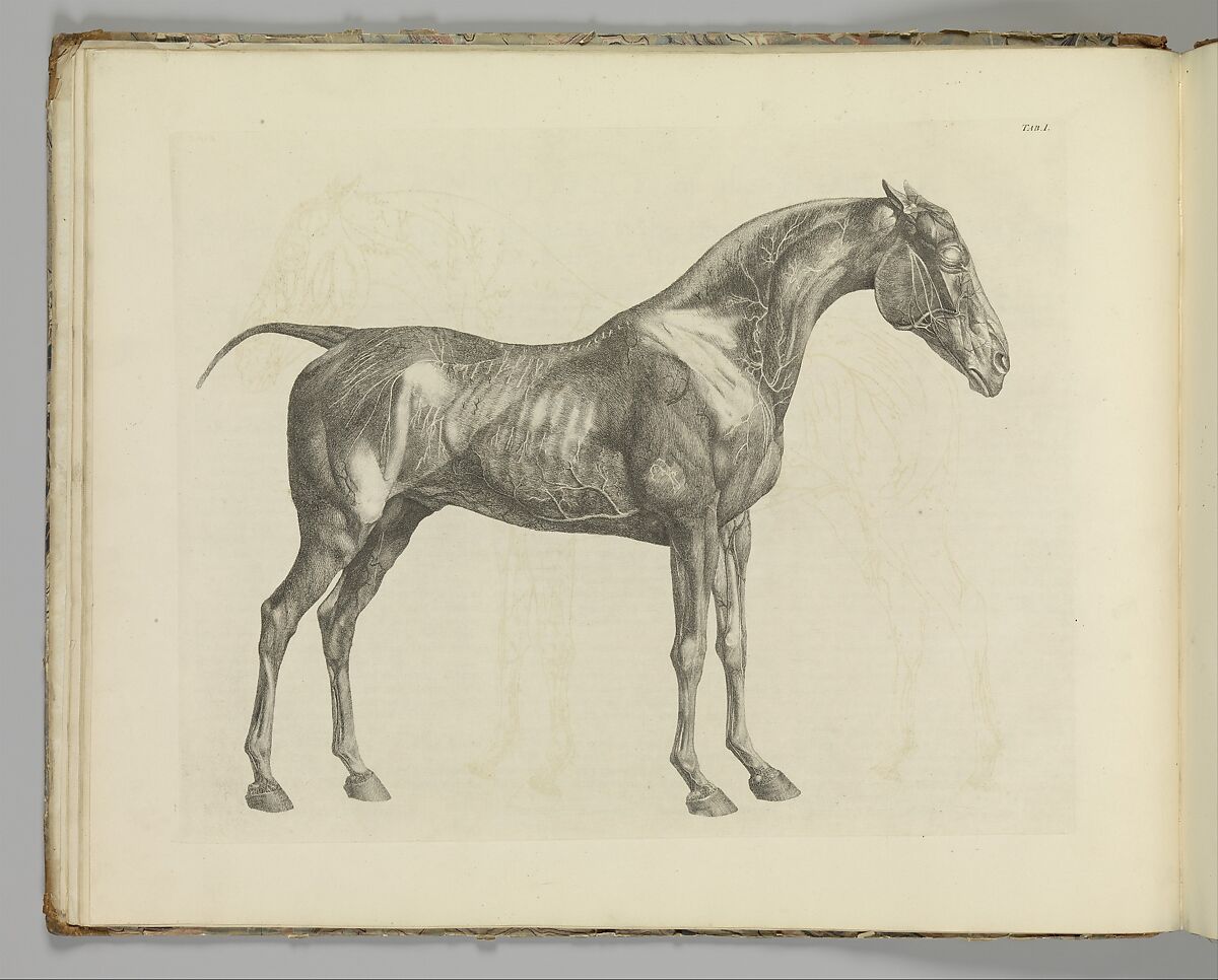The Anatomy of the Horse, including a particular description of the bones, cartilages, muscles, fascias, ligaments, nerves, arteries, veins, and glands, Written and illustrated by George Stubbs (British, Liverpool 1724–1806 London), Illustrations: etching