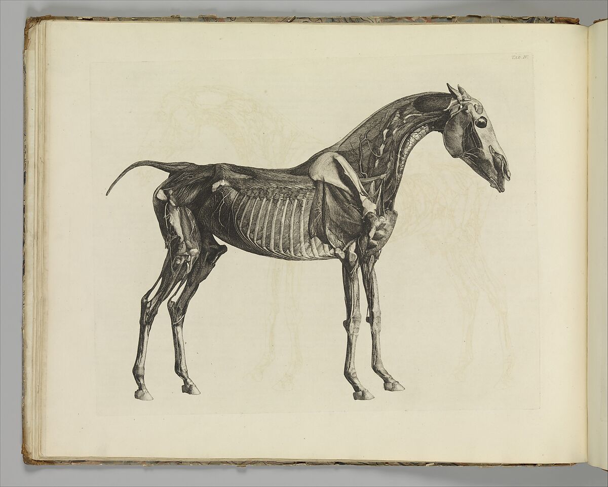 The Anatomy of the Horse, including a particular description of the bones, cartilages, muscles, fascias, ligaments, nerves, arteries, veins, and glands, Written and illustrated by George Stubbs (British, Liverpool 1724–1806 London), Illustrations: etching 