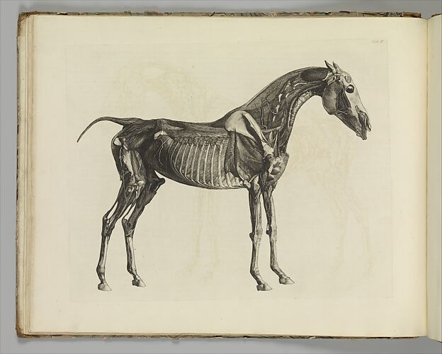 The Anatomy of the Horse, including a particular description of the bones, cartilages, muscles, fascias, ligaments, nerves, arteries, veins, and glands