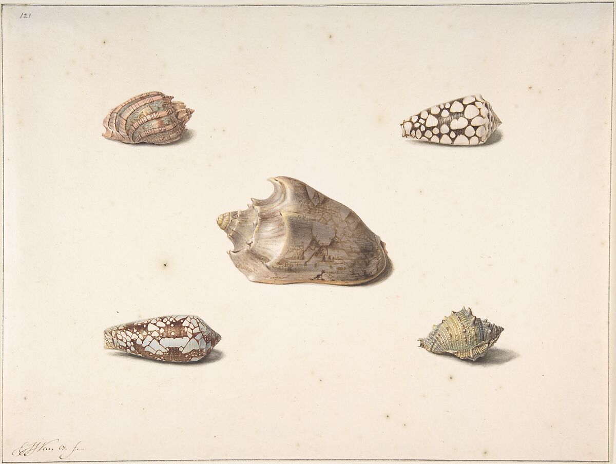 Five Shells, George Jacobus Johannes van Os (Dutch, Amsterdam 1782–1861 Amsterdam), Watercolor 