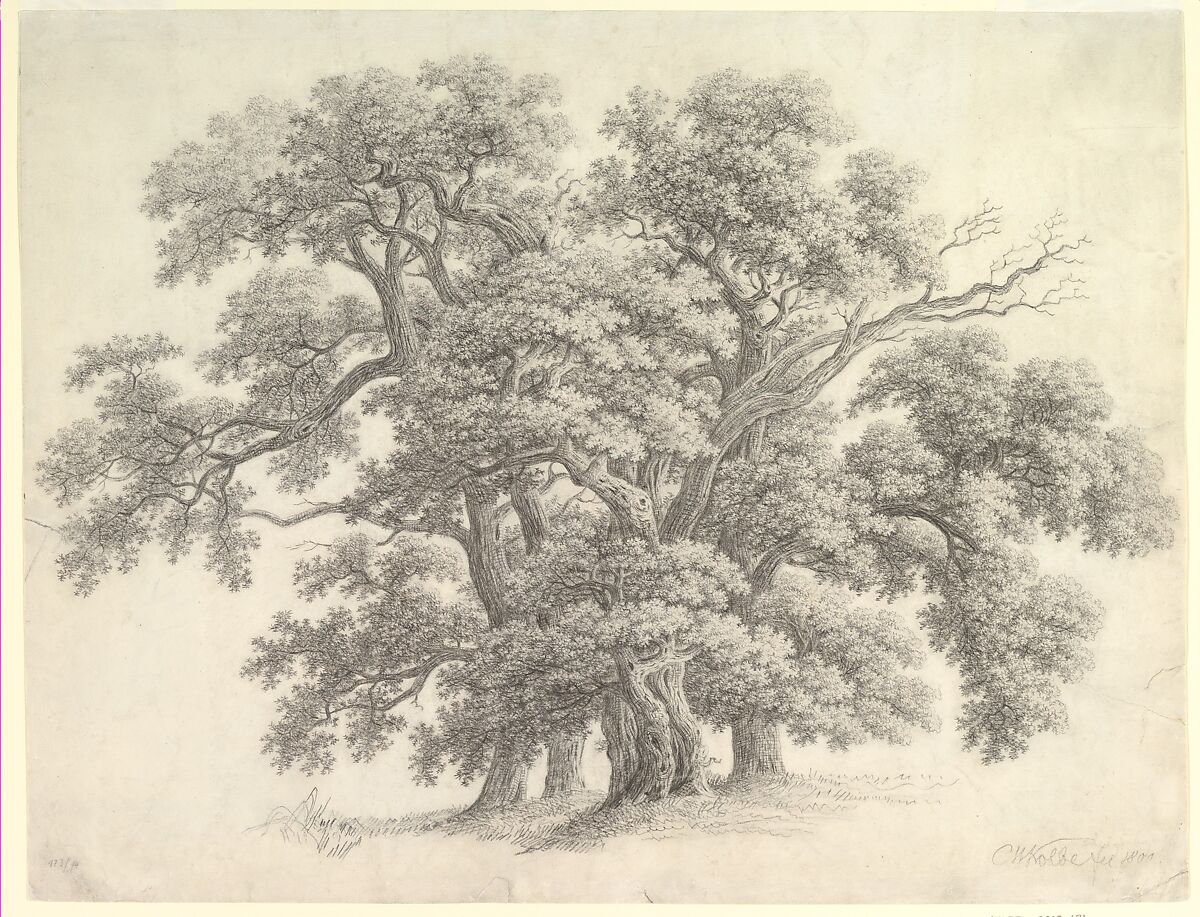 Study of Oak Trees (recto), Carl Wilhelm Kolbe (German, Berlin 1759–1835 Dresden), Black chalk 