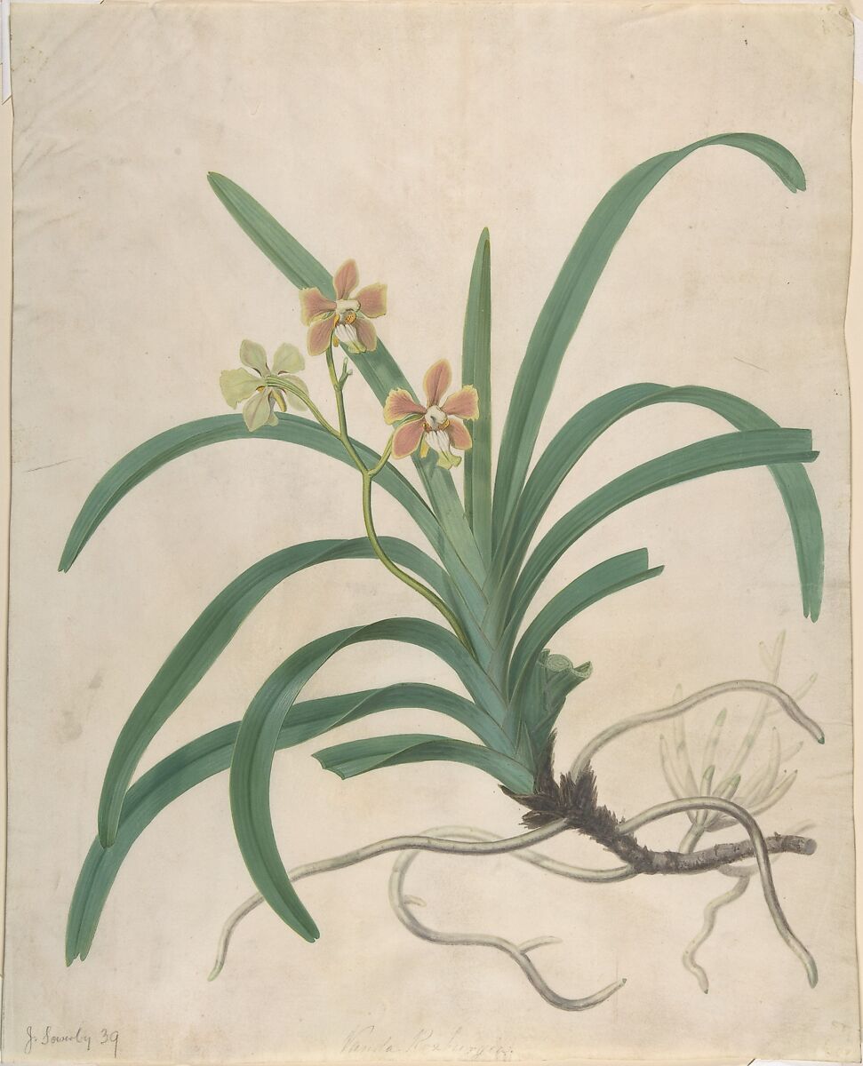 Study of an orchid, "Vanda Roxburgia", James Sowerby (British, London 1757–1822 London), Watercolor and gouache (bodycolor) over graphite on white parchment paper 
