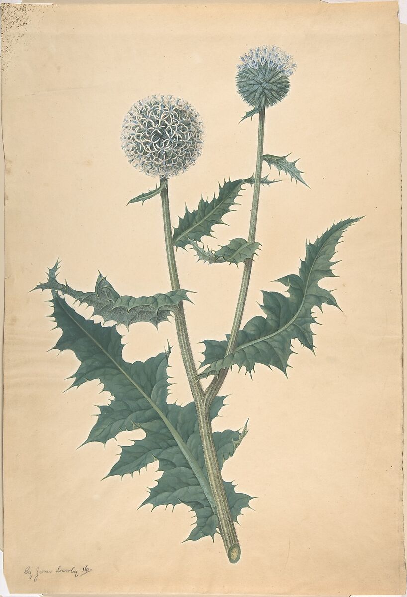 Study of a thistle, James Sowerby (British, London 1757–1822 London), Watercolor and gouache (bodycolor) over graphite on buff-colored paper 